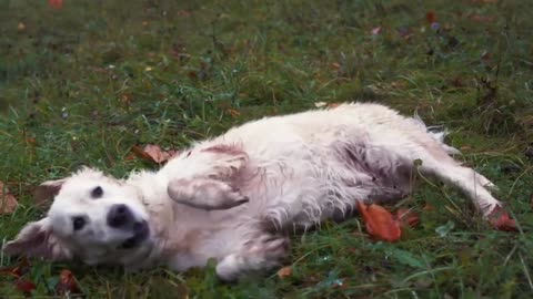 Playful Activities On Grass Is A Source Of Joy For Great Dane