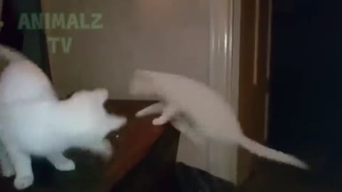 Funniest Animals - Try Not to Laugh CHALLENGE!