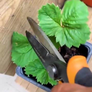 How to grow unlimited strawberries from the stems
