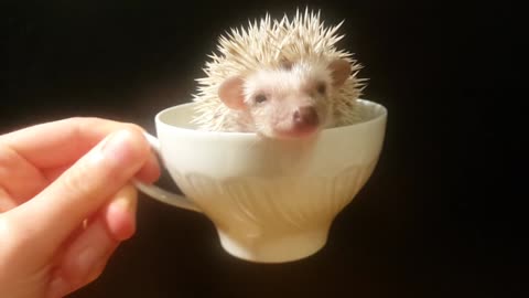 A CUP OF HEDGIE PLEASE