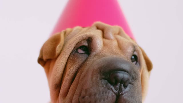 Cute Wrinkled Puppy with a Party Hat