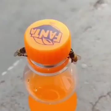 Bees power