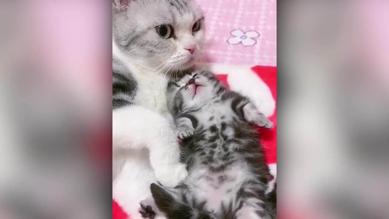 animal Mischief, animal funny videos, animal prank, Sunrise Lifestyle 🌄, part-7