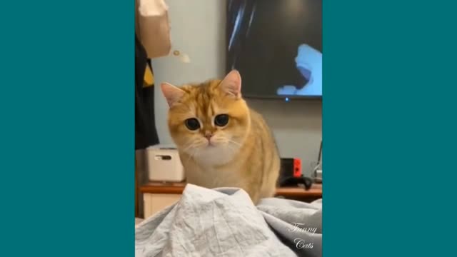 Funny cat