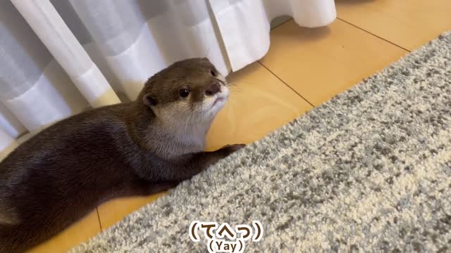 🤗Cute pets 🤗Cute pets Sea otter6