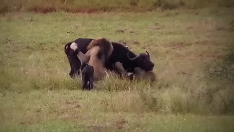 Craziest Animal Fights Off All Time 2024