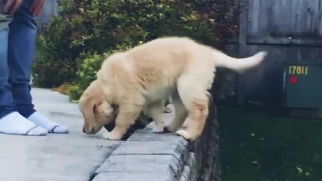 Cutest dog is trying to recognize his owner