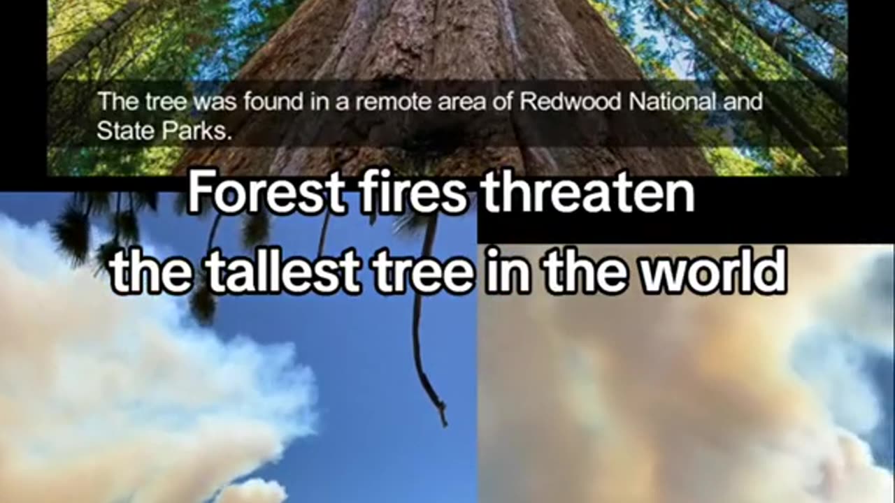 Forest Fires Threaten The Tallest Tree In The World