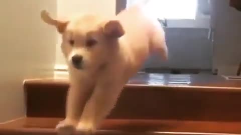 Funny Dogs Videos 2021