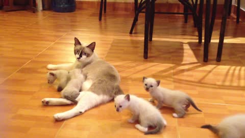 Adorable mama cat and their baby kittens will warm your heart