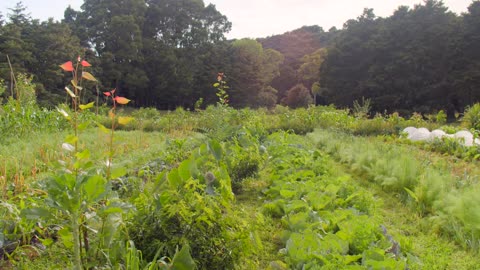 Food Forest