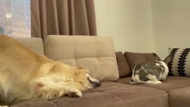 Golden Retriever Meets New Friend Mr.Rabbit