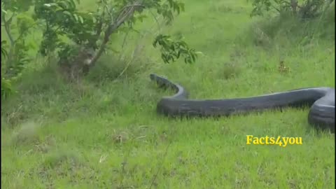 Large python spotted in grassy land