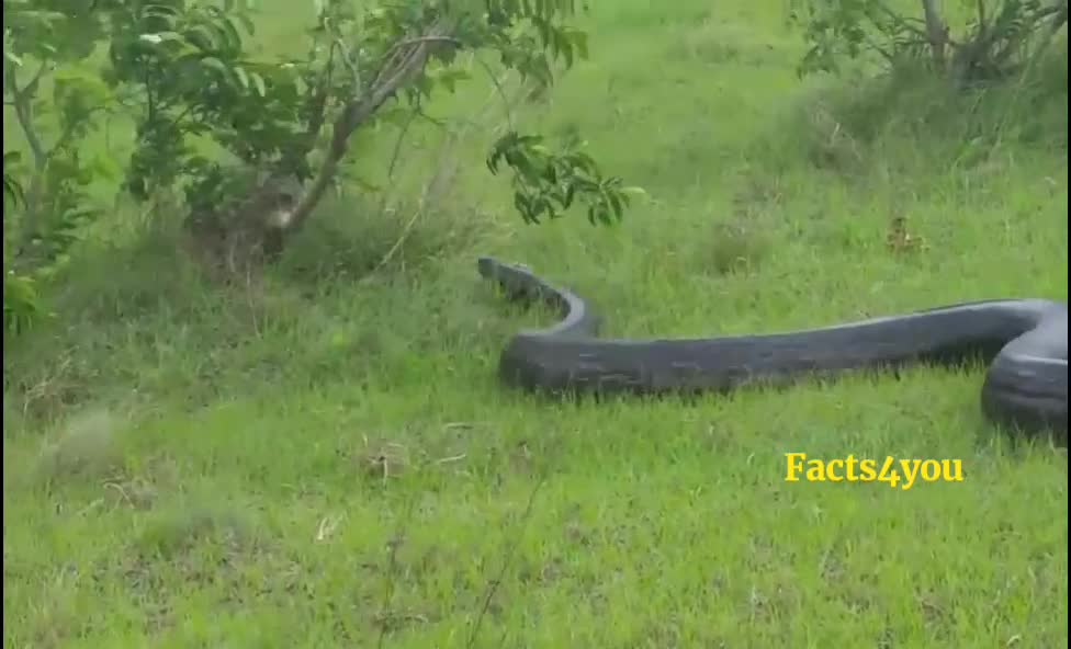 Large python spotted in grassy land