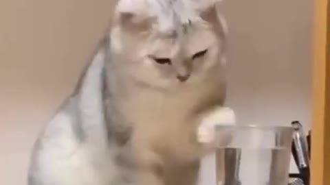 Cute cat shy while drinking