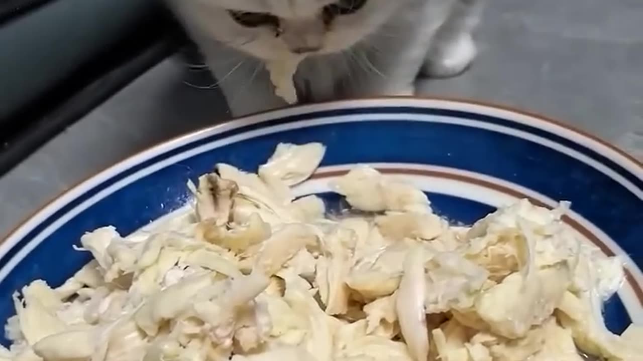 Funny Animals Video #16