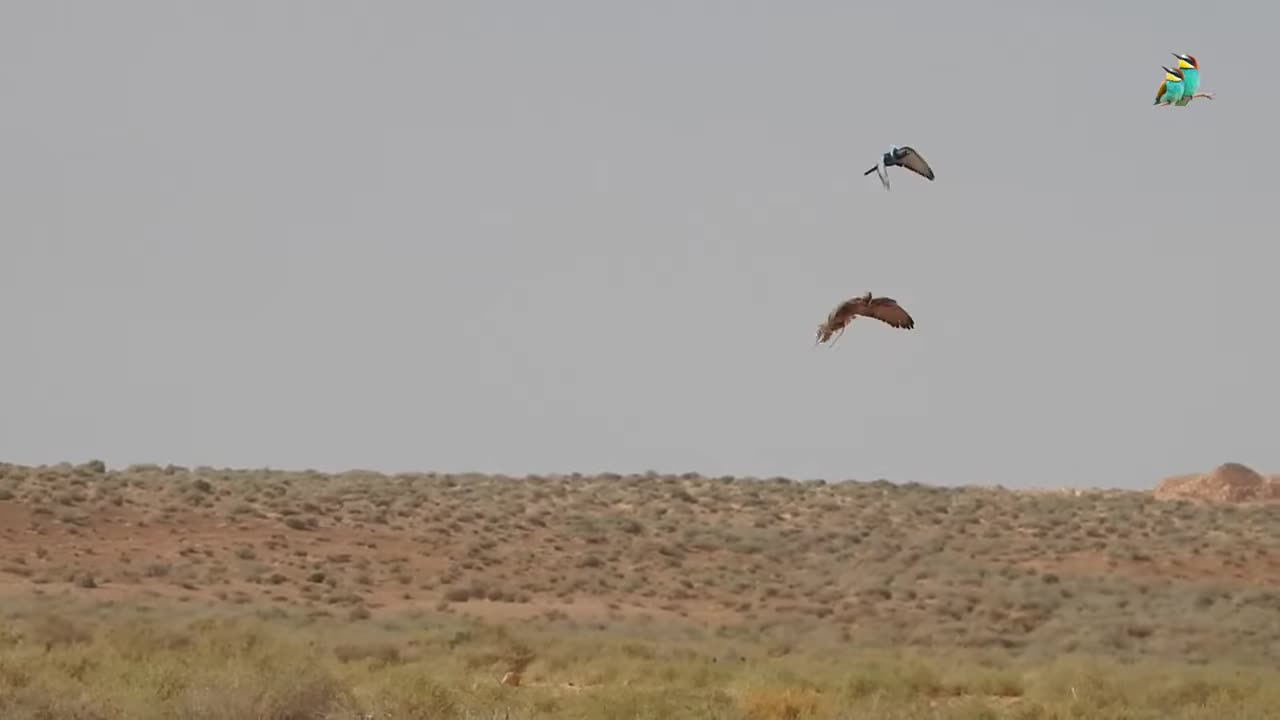 Racing Pigeon vs Hawk