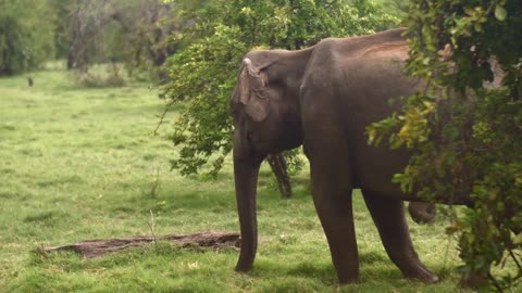 A srilankan elephant