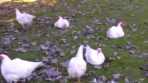 White Mountain Meat Chickens