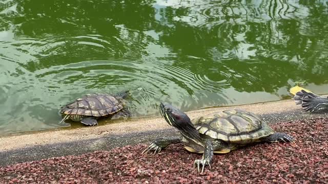 Tortoise crowling