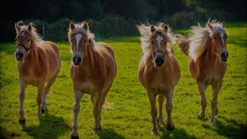 Top 10 - Most Beautiful Horses in the World