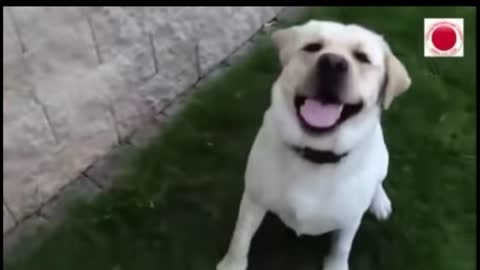 A dog shwet barking.