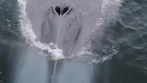 Big Blue whale taking a a giant breath before going on a dive