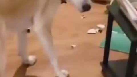 too cute he knows very well that he did something stupid