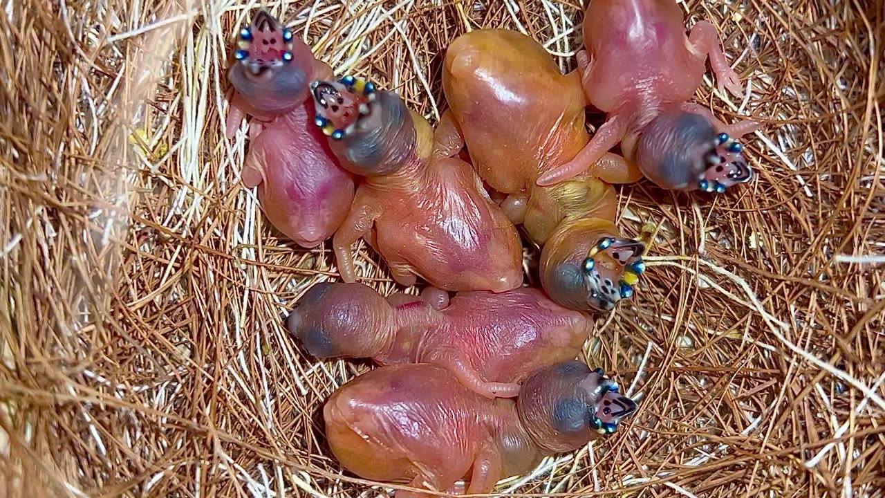 Amazing gouldian finches chicks