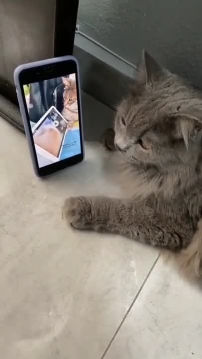 Cat Vibing To Music - Cats Reaction Funny Cat Videos 😹😘