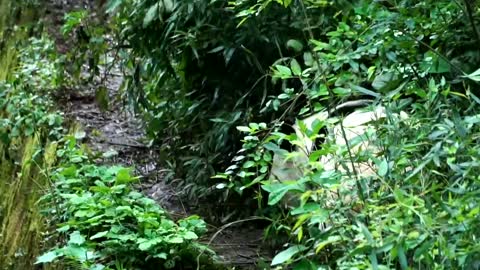 The giant panda coming back along the ditch