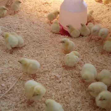 New Cornish Cross Chicks for the Brooder at Fortress Farms