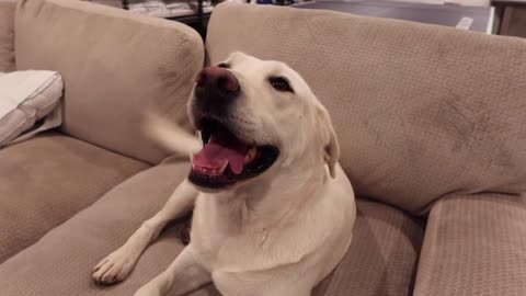 Giving My Labrador A Bath..