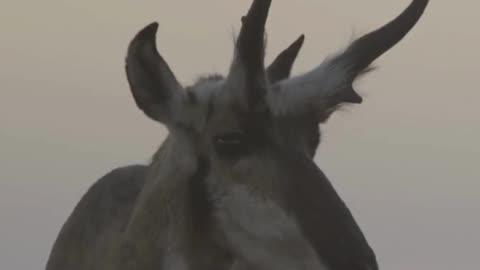 Pronghorn | World’s Fastest Animal in the American West