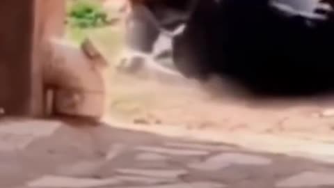 #funny #cute ❤ #dogs 🐶 and #cats 🐱 part 2