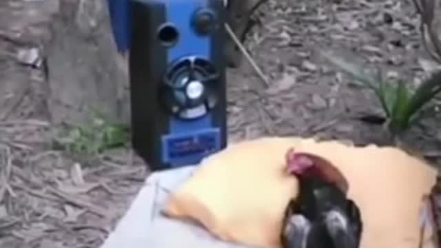 Prank on hen