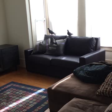 My Drunk Girlfriend Saving Pigeons That Broke into Our House