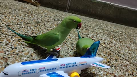 cute Talking parrot playing with many toys and talking