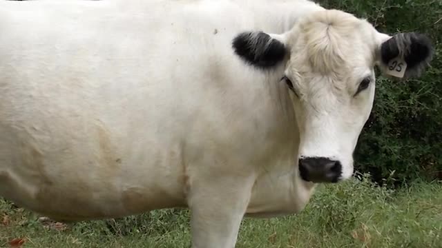 British White Cattle - Attractive Docile Grazers_Cut