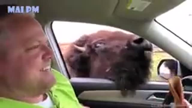 Animalfunny videos
