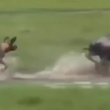 WILDDOGS HUNTING WILDBEAST ESCAPE | WILD BEAST vs WILD DOGS