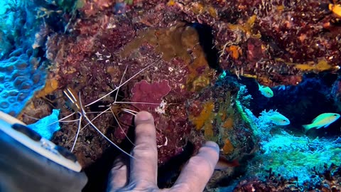 Shrimp Gives Man A Manicure