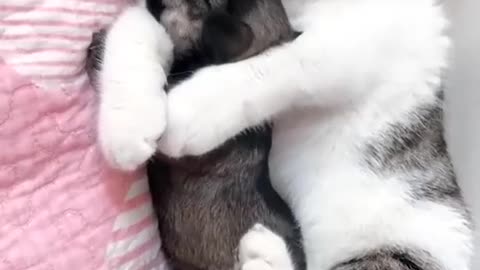 Best Pals- Kitten with Cute Puppy