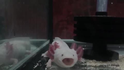 axolotl(Ambystoma mexicanum)