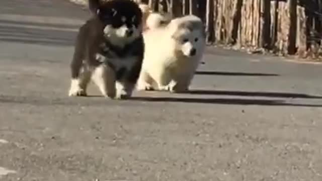 Funny And Cute Puppies Running