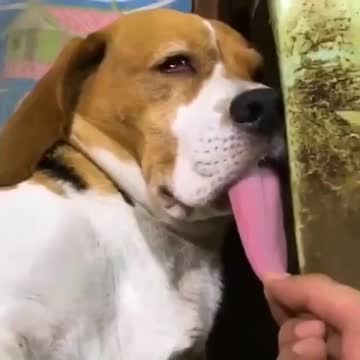 Cachorrinho morrendo de sono