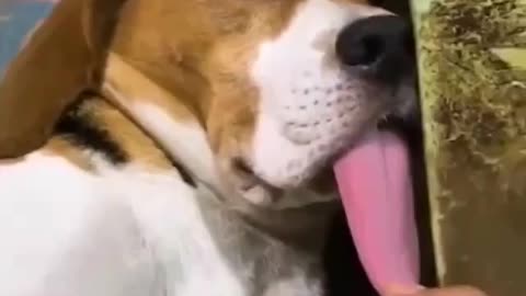 Cachorrinho morrendo de sono