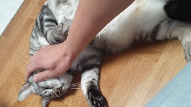 a cat that likes to touch its belly.