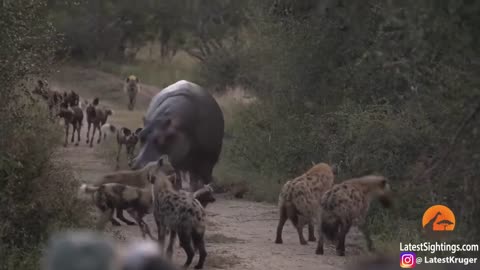 hyena vs wild dog vs hippo/big battle wild dogs