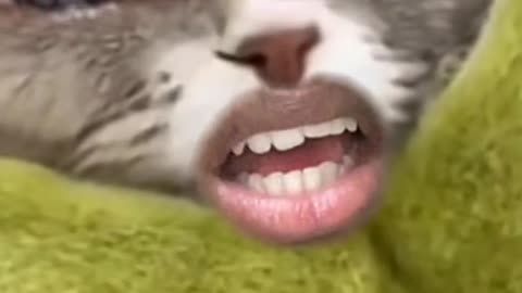 Cat funny moments 2022